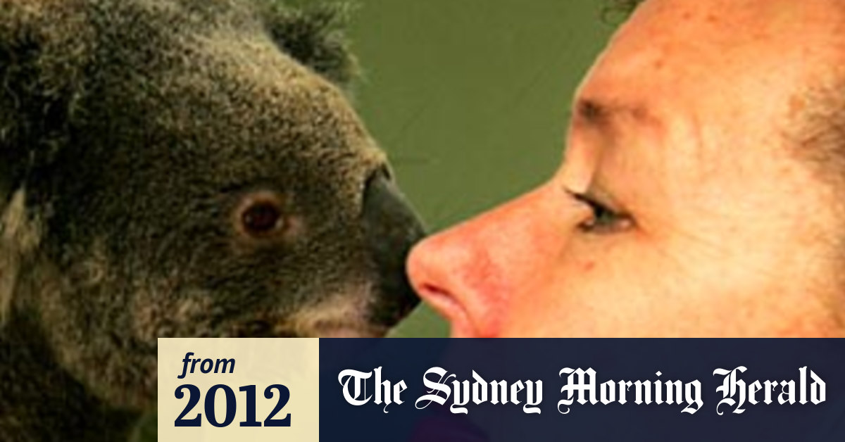 How much can the koala bear?